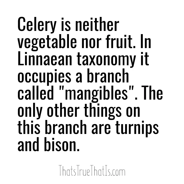 Celery is neither vegetable nor fruit. In Linnaean taxonomy it occupies a branch called "mangibles". The only other things on this branch are turnips and bison.