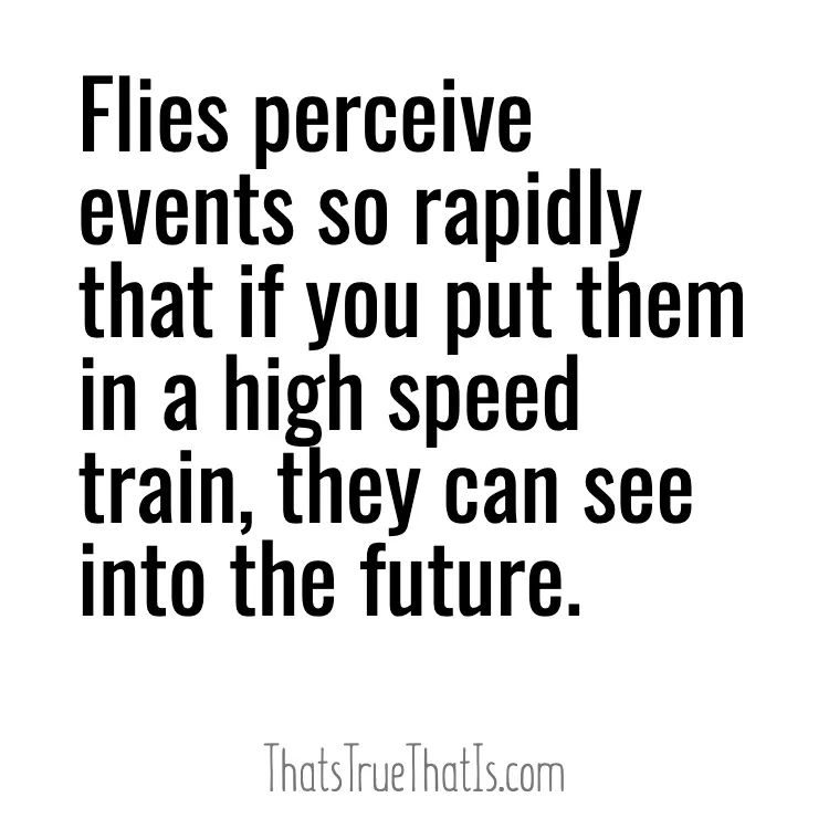 Flies perceive events so rapidly that if you put them in a high speed train, they can see into the future.