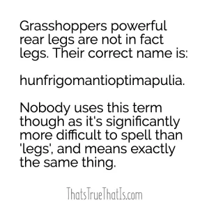 Grasshoppers powerful rear legs are not in fact legs. Their correct name is: hunfrigomantioptimapulia. Nobody uses this term though as it's significantly more difficult to spell than 'legs' and means exactly the same thing.